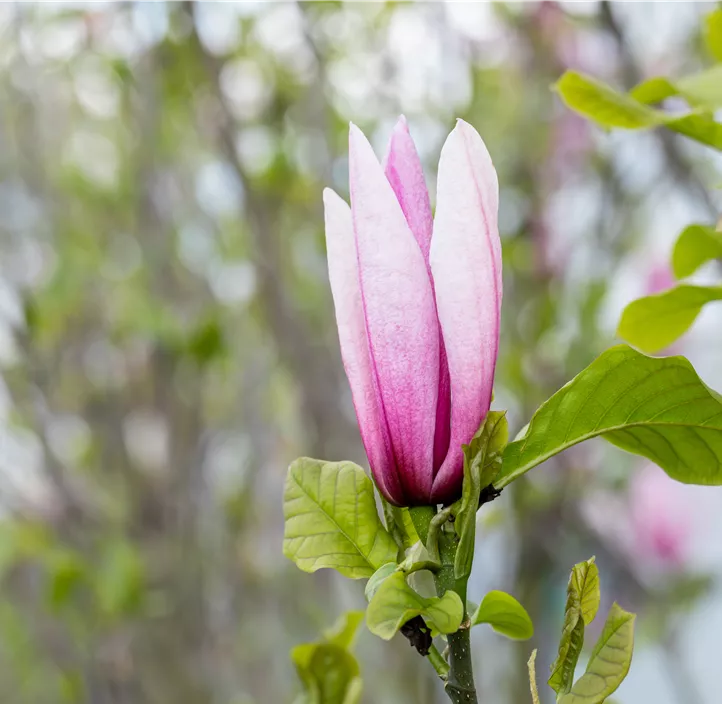 Großblumige Magnolie 'Galaxy'