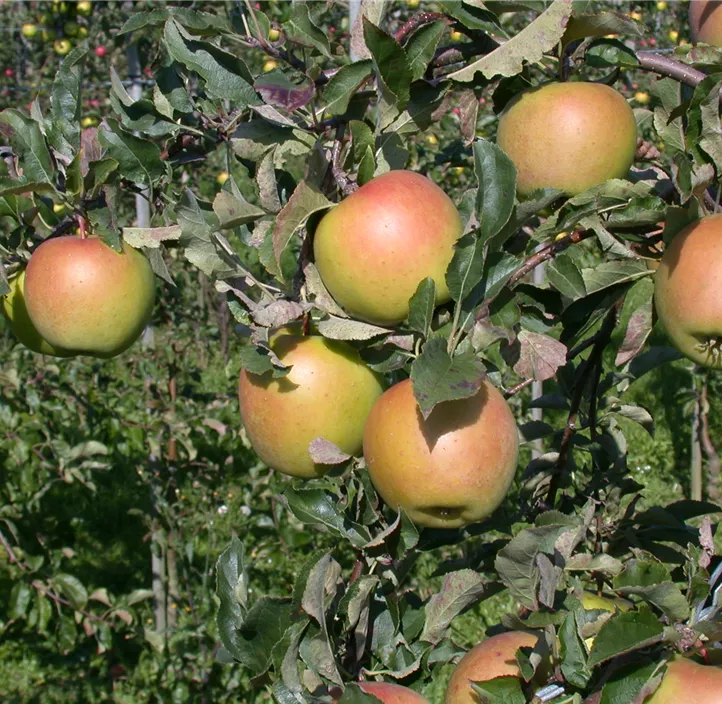 Säulenapfel 'Goldcats'(s) Säulenapfel 'Goldcats'(s)