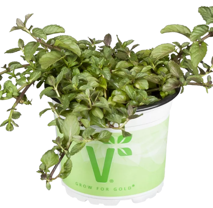 Schweizerische Garten-Minze Schweizerische Garten-Minze