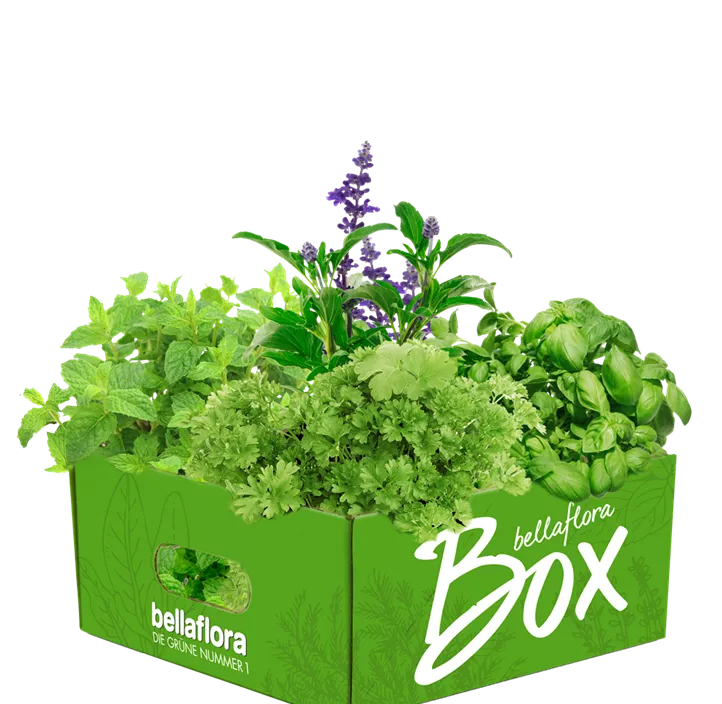 Apfelminze Apfelminze