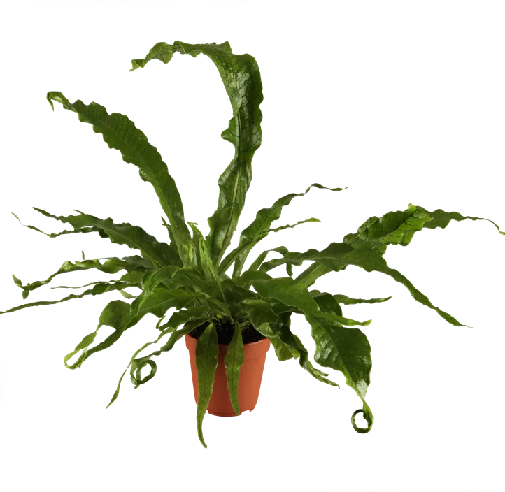 Krokodilfarn 'Crocodyllus' Krokodilfarn 'Crocodyllus'