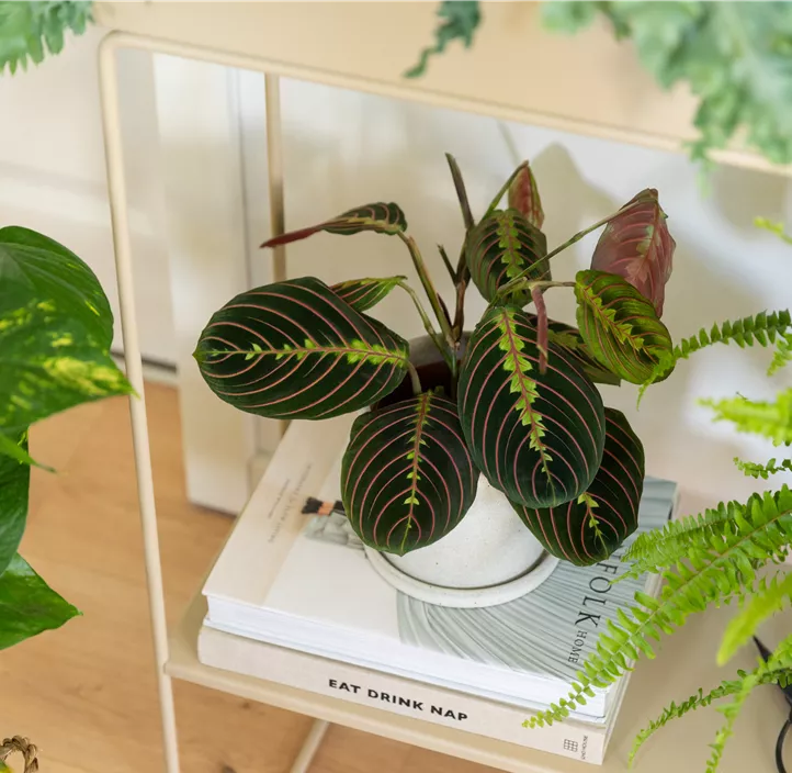 Bunte Pfeilwurz Bunte Pfeilwurz