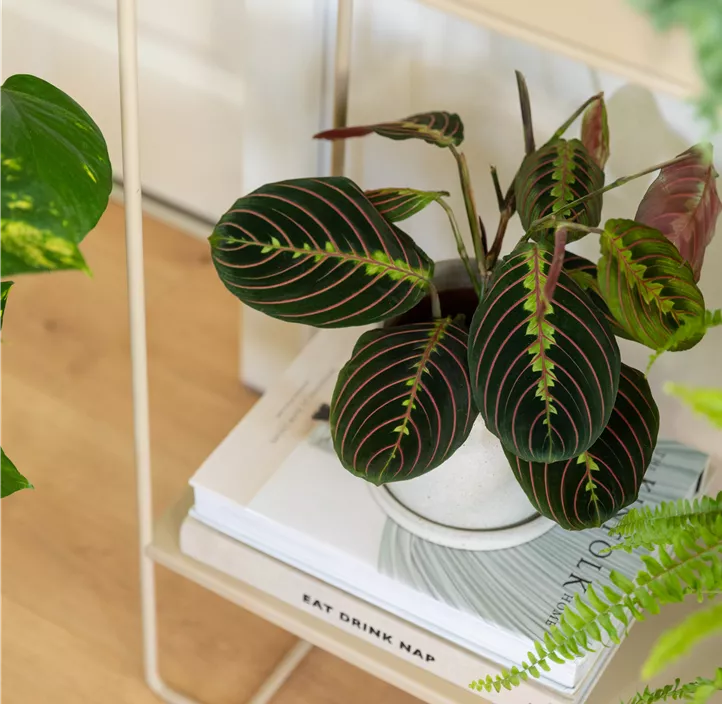 Bunte Pfeilwurz Bunte Pfeilwurz