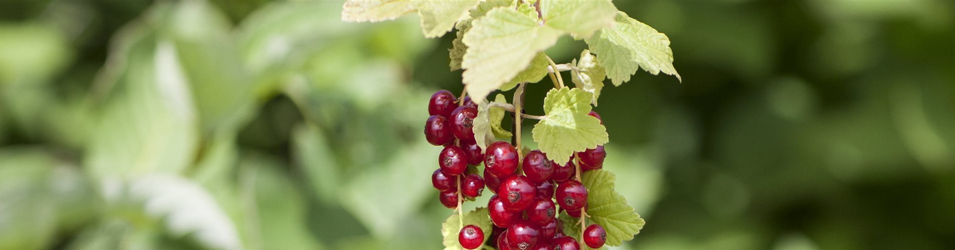 Ribes rubrum Ribes rubrum