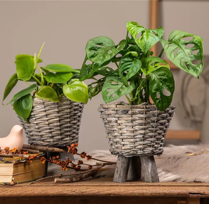 Fensterblatt 'Monkey Leaf' Fensterblatt 'Monkey Leaf'