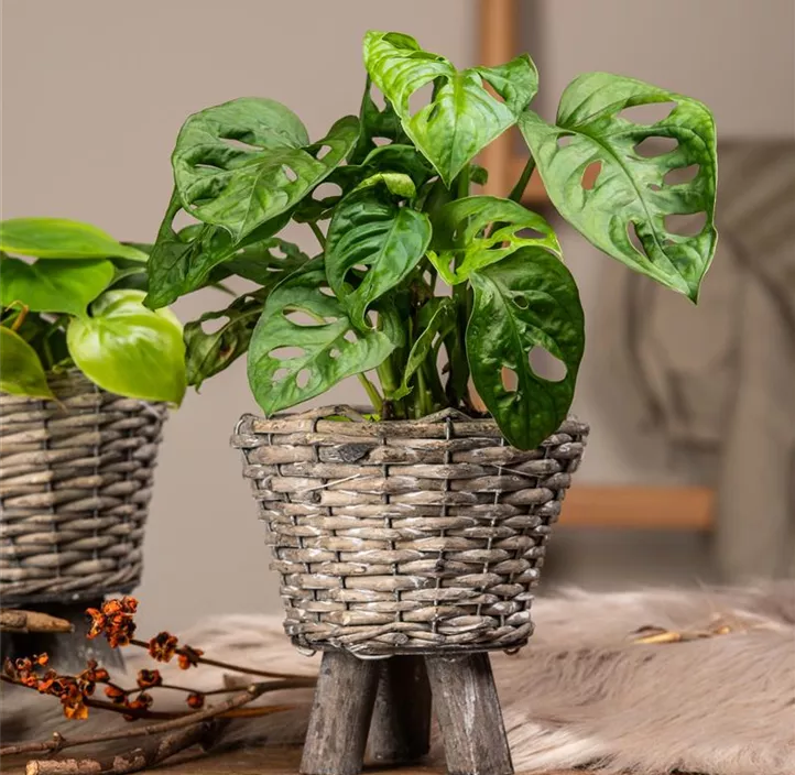 Fensterblatt 'Monkey Leaf' Fensterblatt 'Monkey Leaf'