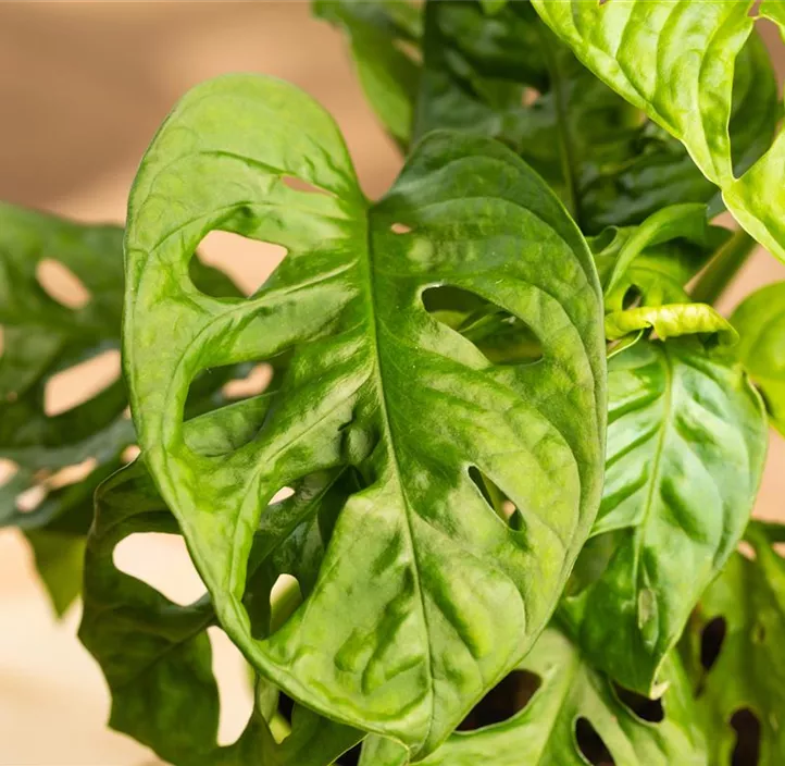 Fensterblatt 'Monkey Leaf' Fensterblatt 'Monkey Leaf'