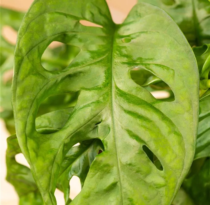 Fensterblatt 'Monkey Leaf' Fensterblatt 'Monkey Leaf'