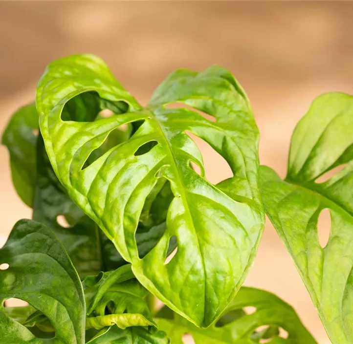 Fensterblatt 'Monkey Leaf' Fensterblatt 'Monkey Leaf'