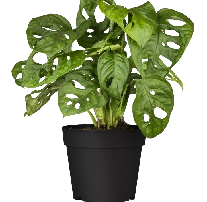 Fensterblatt 'Monkey Leaf' Fensterblatt 'Monkey Leaf'