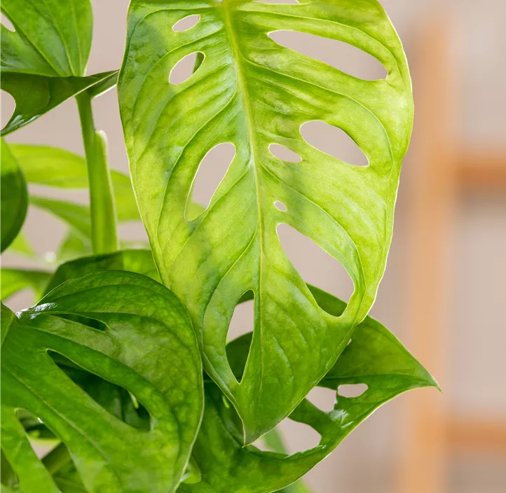 Fensterblatt 'Monkey Leaf' Fensterblatt 'Monkey Leaf'