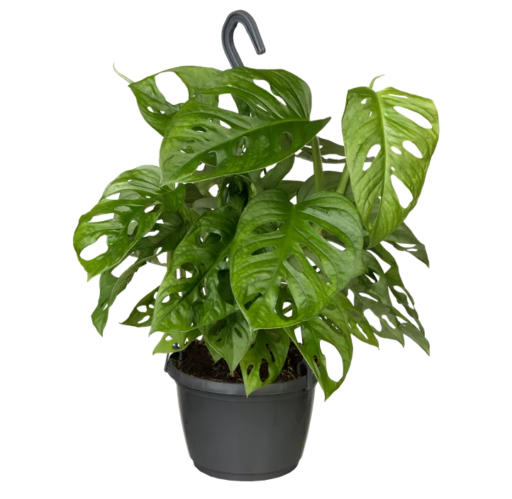 Fensterblatt 'Monkey Leaf'