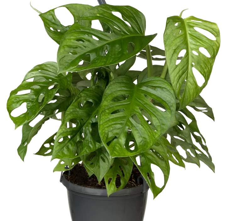 Fensterblatt 'Monkey Leaf' Fensterblatt 'Monkey Leaf'