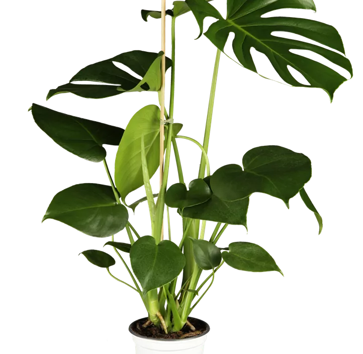 Fensterblatt Fensterblatt