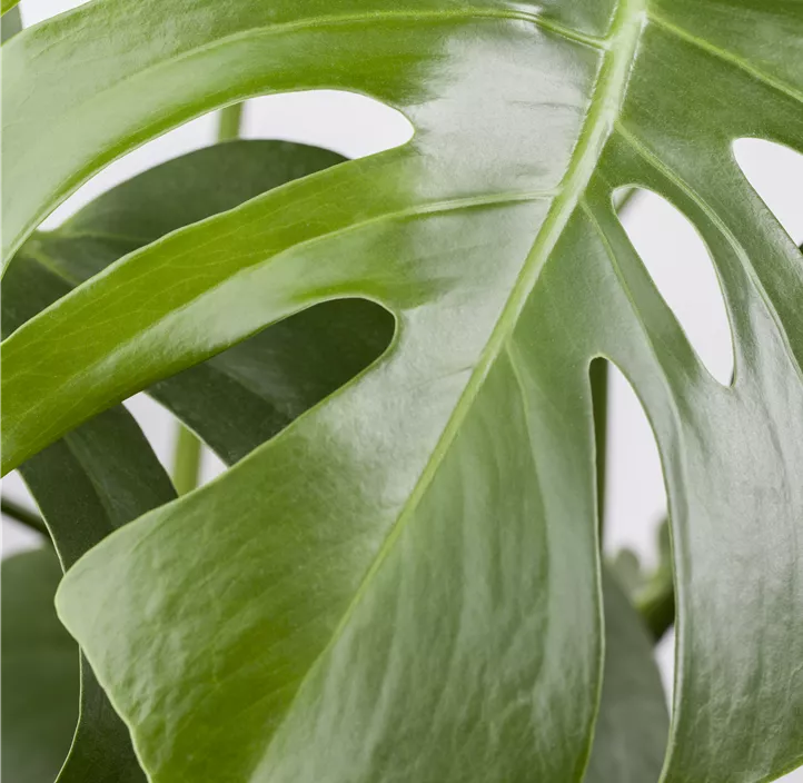 Fensterblatt Fensterblatt