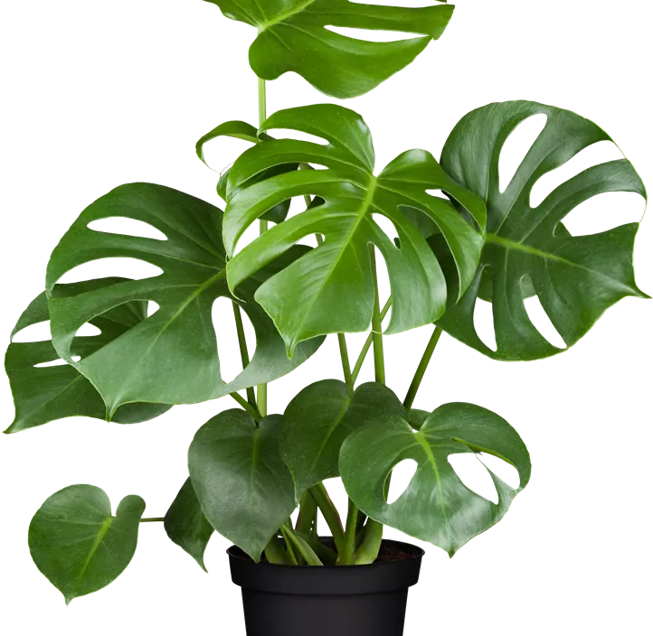 Fensterblatt Fensterblatt