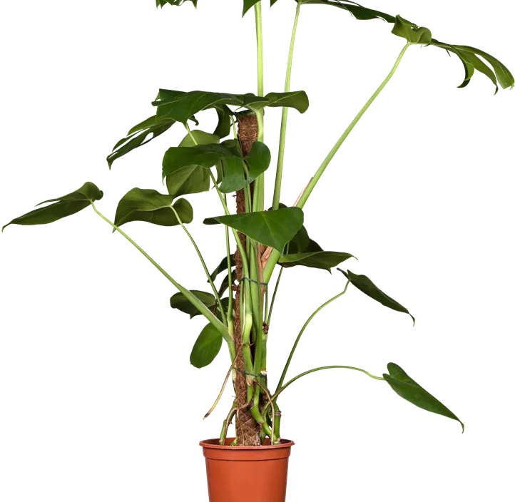 Fensterblatt Fensterblatt