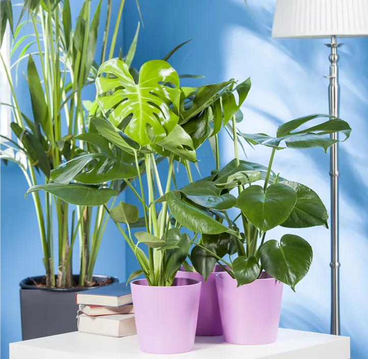 Fensterblatt Fensterblatt