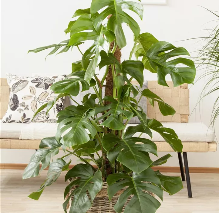 Fensterblatt Fensterblatt