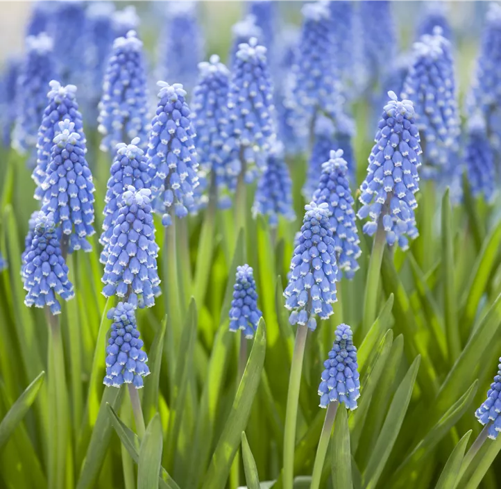 Traubenhyazinthe 'Ocean Magic' Traubenhyazinthe 'Ocean Magic'