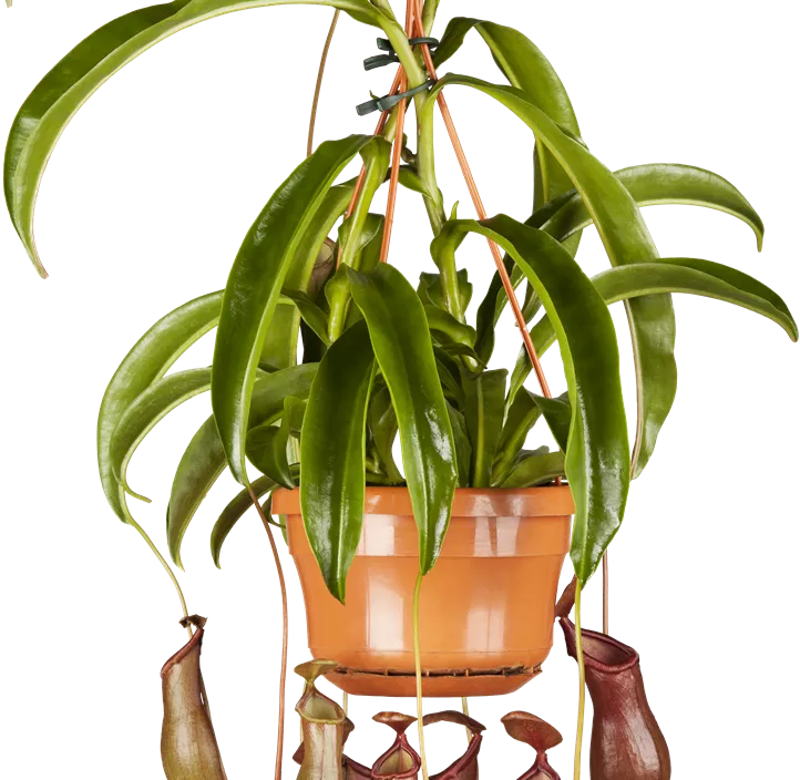 Kannenpflanze Kannenpflanze