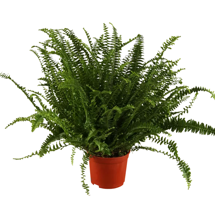 Schwertfarn 'Green Lady' Schwertfarn 'Green Lady'