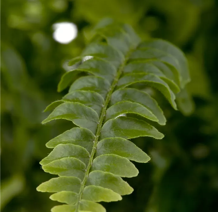 Schwertfarn 'Green Lady' Schwertfarn 'Green Lady'