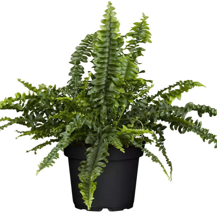 Schwertfarn 'Green Lady' Schwertfarn 'Green Lady'