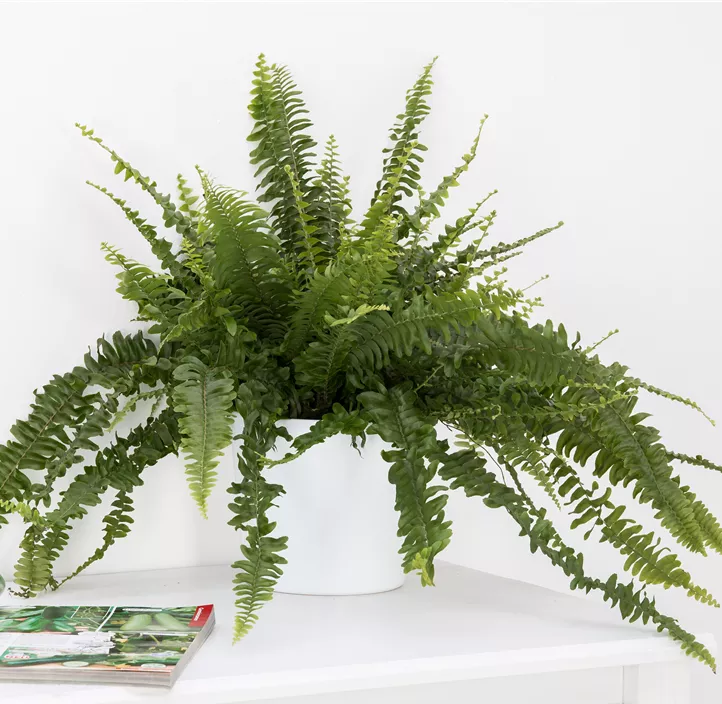 Schwertfarn 'Green Lady' Schwertfarn 'Green Lady'