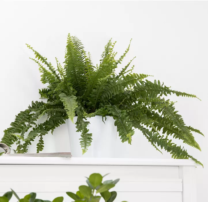 Schwertfarn 'Green Lady' Schwertfarn 'Green Lady'