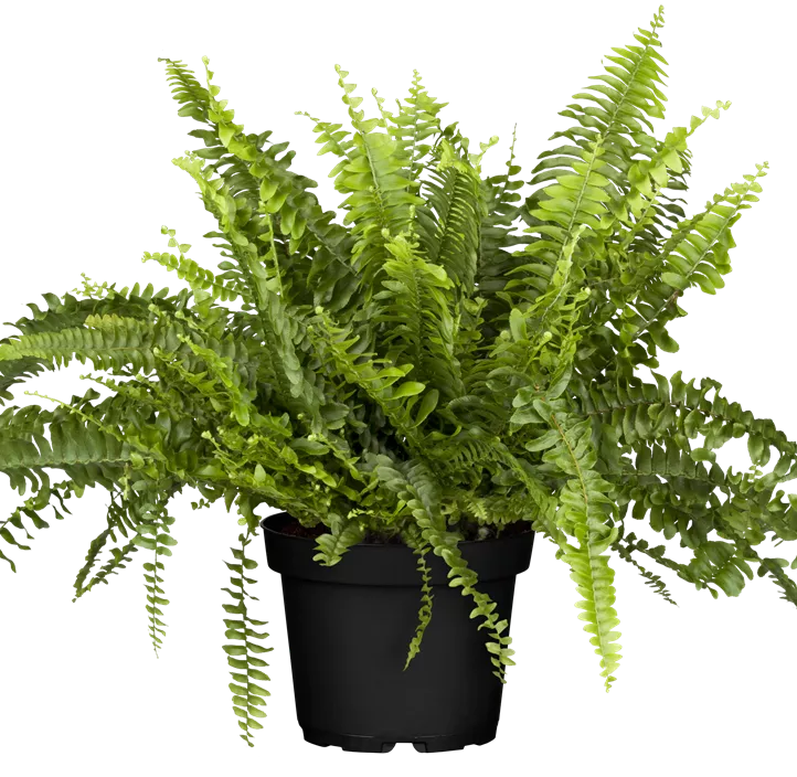 Schwertfarn 'Green Lady' Schwertfarn 'Green Lady'