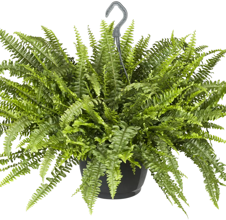 Schwertfarn 'Green Lady' Schwertfarn 'Green Lady'