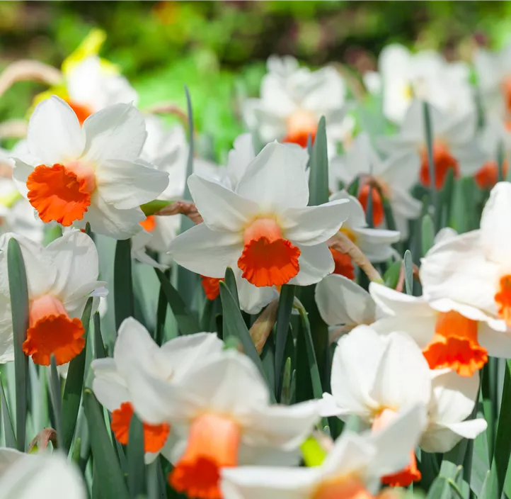 Alpenveilchenartige Narzisse 'Iwona'