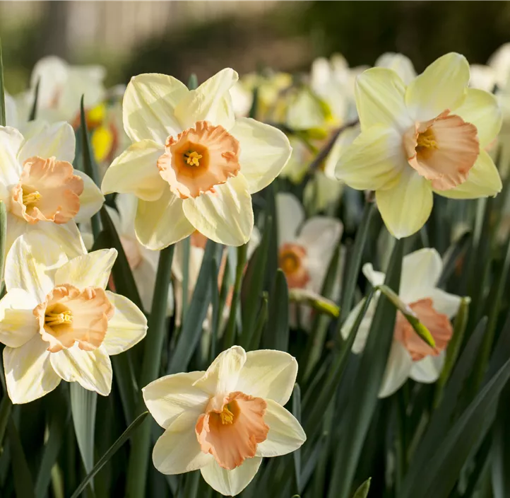 Alpenveilchenartige Narzisse 'Iwona'