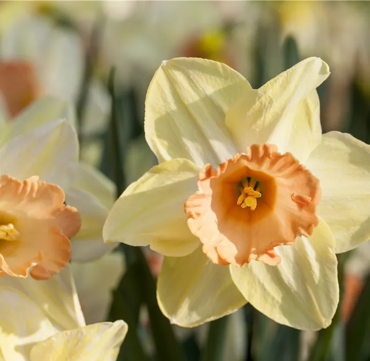 Alpenveilchenartige Narzisse 'Iwona'