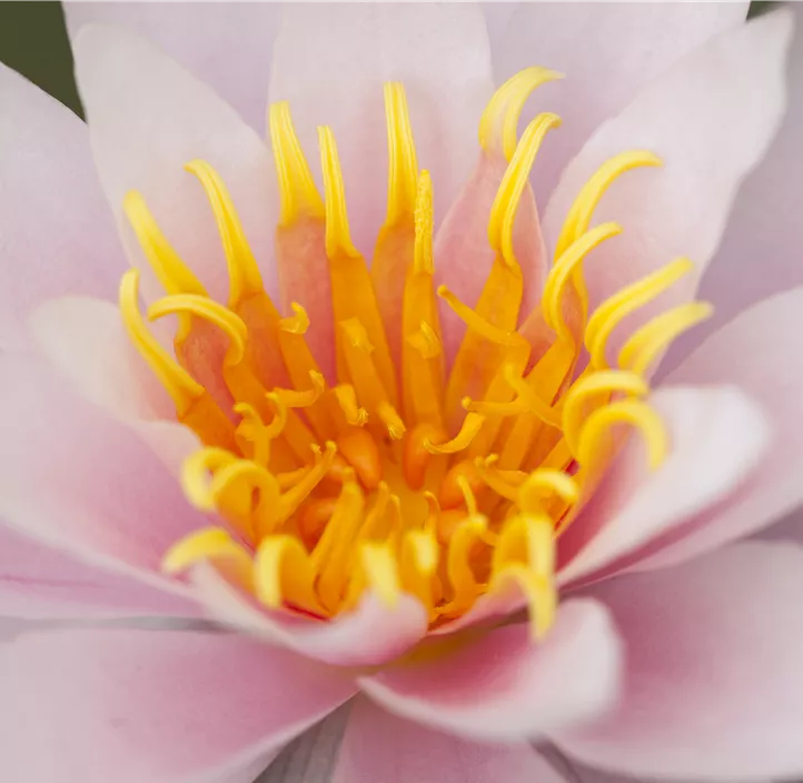 Seerose Trio Seerose Trio