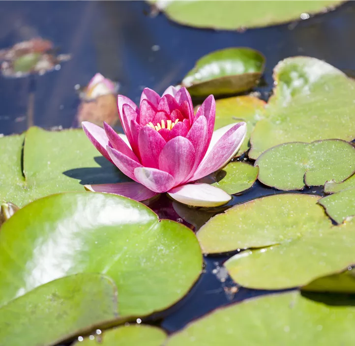 Seerose Trio Seerose Trio