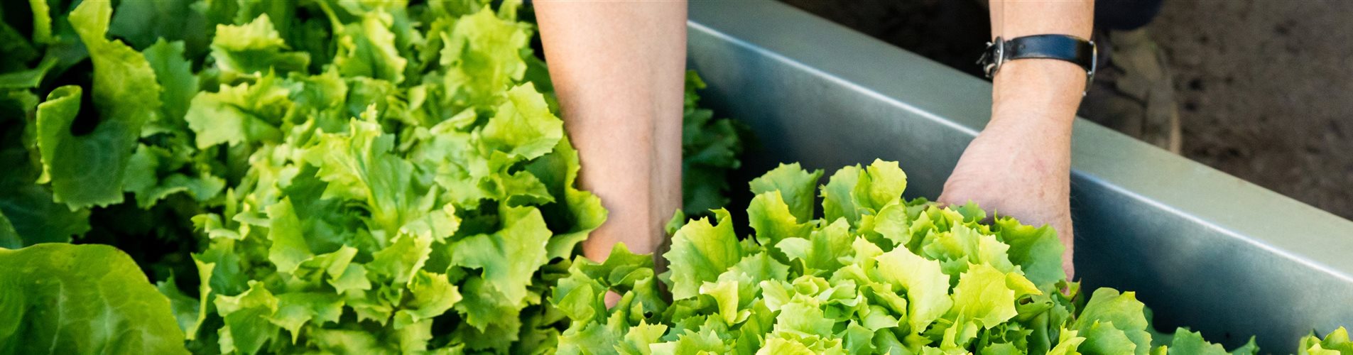 Gemüseernte - Salat ausheben Gemüseernte - Salat ausheben