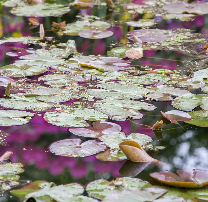 Seerose Trio Seerose Trio