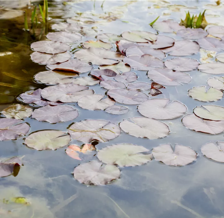 Seerose Trio Seerose Trio