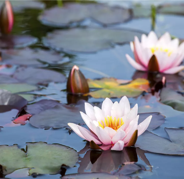 Seerose Trio Seerose Trio