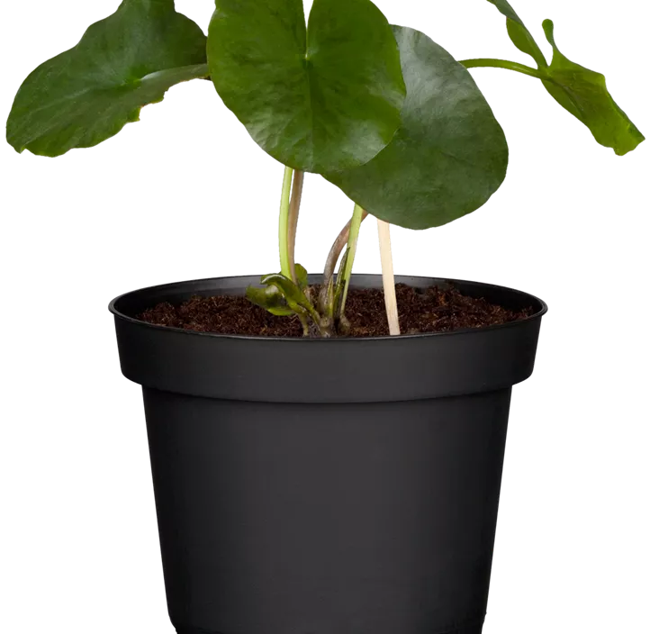 Seerose Trio Seerose Trio