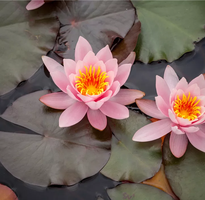 Seerose Trio Seerose Trio