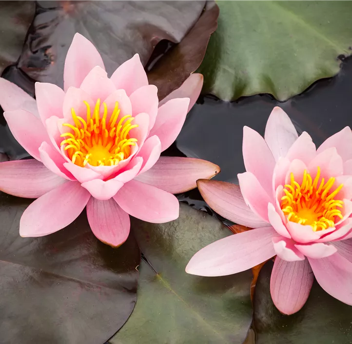 Seerose Trio Seerose Trio