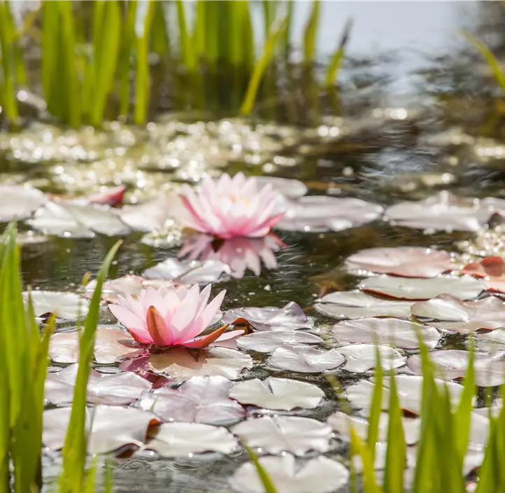 Seerose Trio