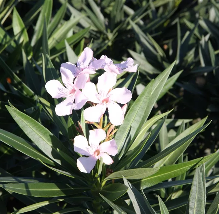 Oleander