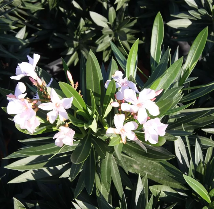 Oleander