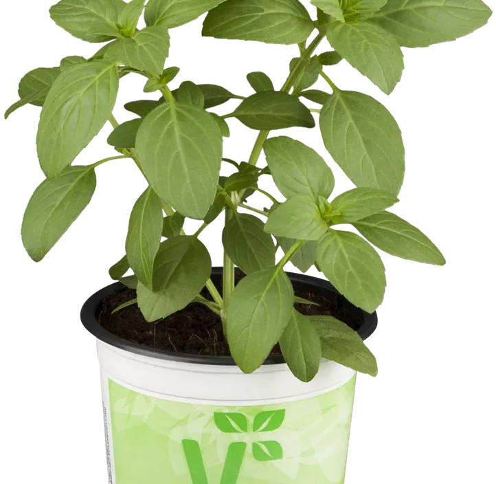 Garten-Basilikum 'Magic White' Garten-Basilikum 'Magic White'