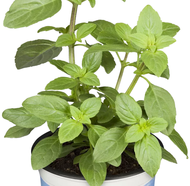 Garten-Basilikum 'Magic White' Garten-Basilikum 'Magic White'