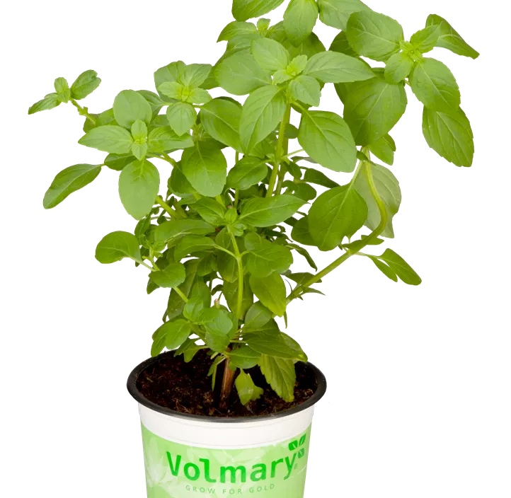 Garten-Basilikum 'Magic White' Garten-Basilikum 'Magic White'